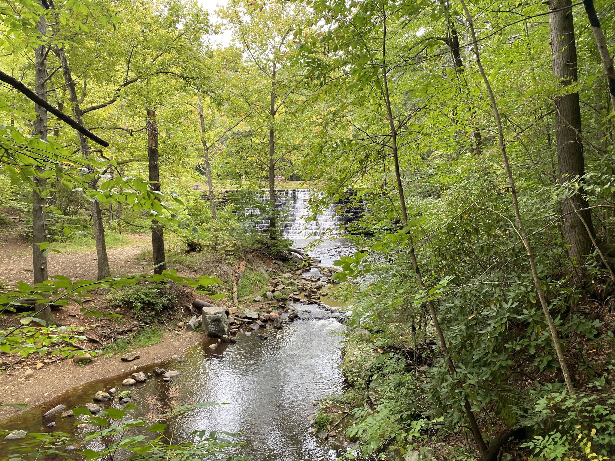 Stream flowing through a green forest towards a small waterfall under bright light. - Otter Lake Loop Trail