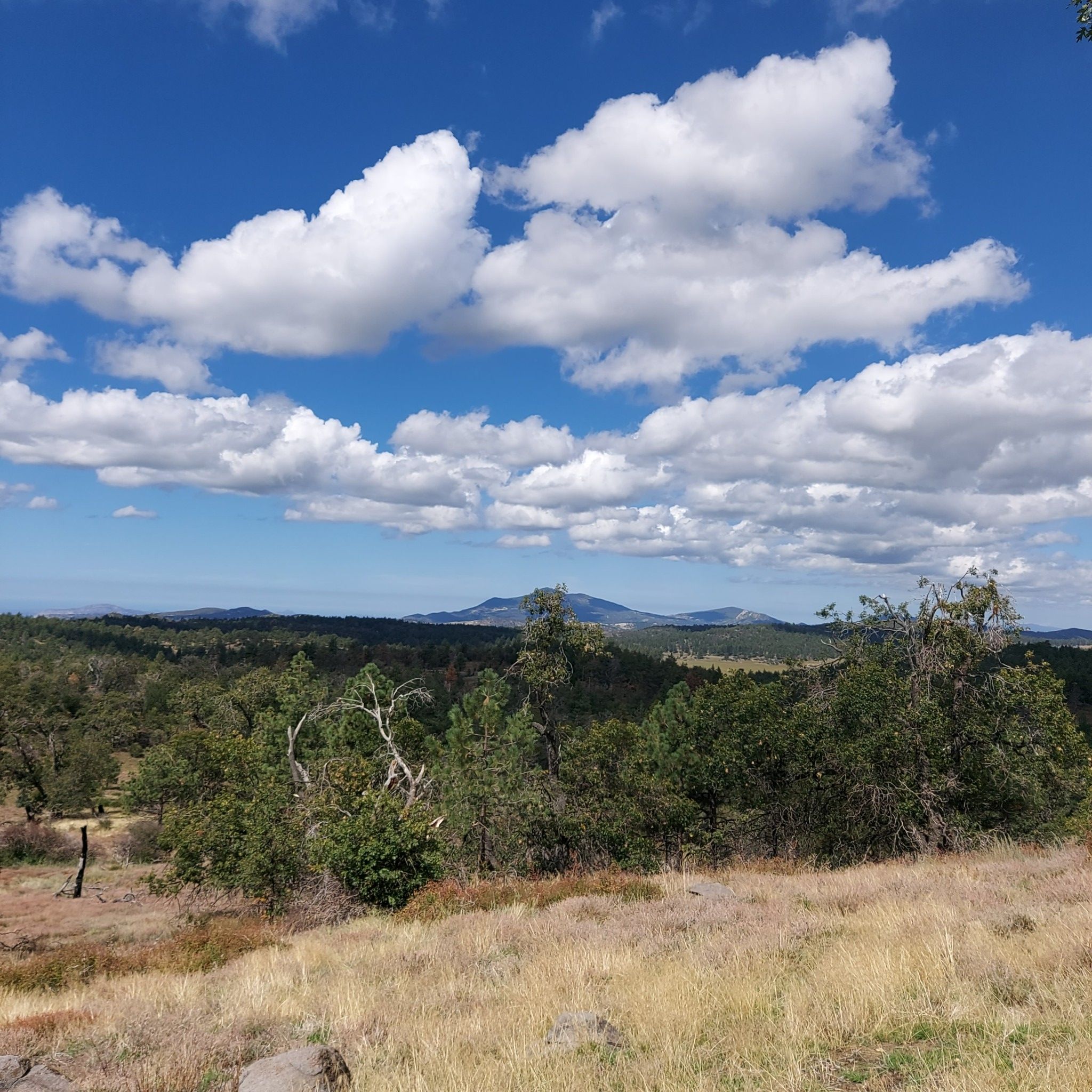 View over a green forest and dry grass towards distant mountains under a cloudy sky. - Los Gatos Ravine Trail – Agua Dulce Trail loop from Mount Laguna Observatory