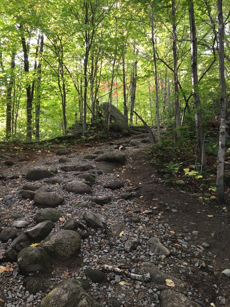 A rocky and gravel path winds through a bright green forest. - Ripley Falls Trail