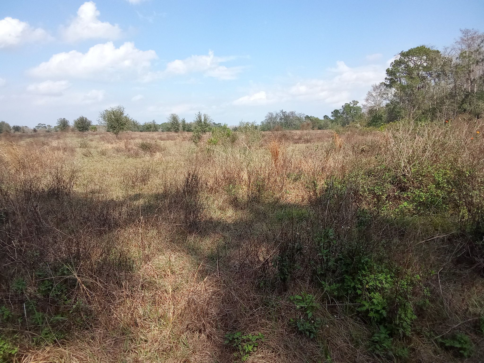 Expansive dry grassy field with scattered bushes under a bright sky. - Dixie Lake South Trail loop