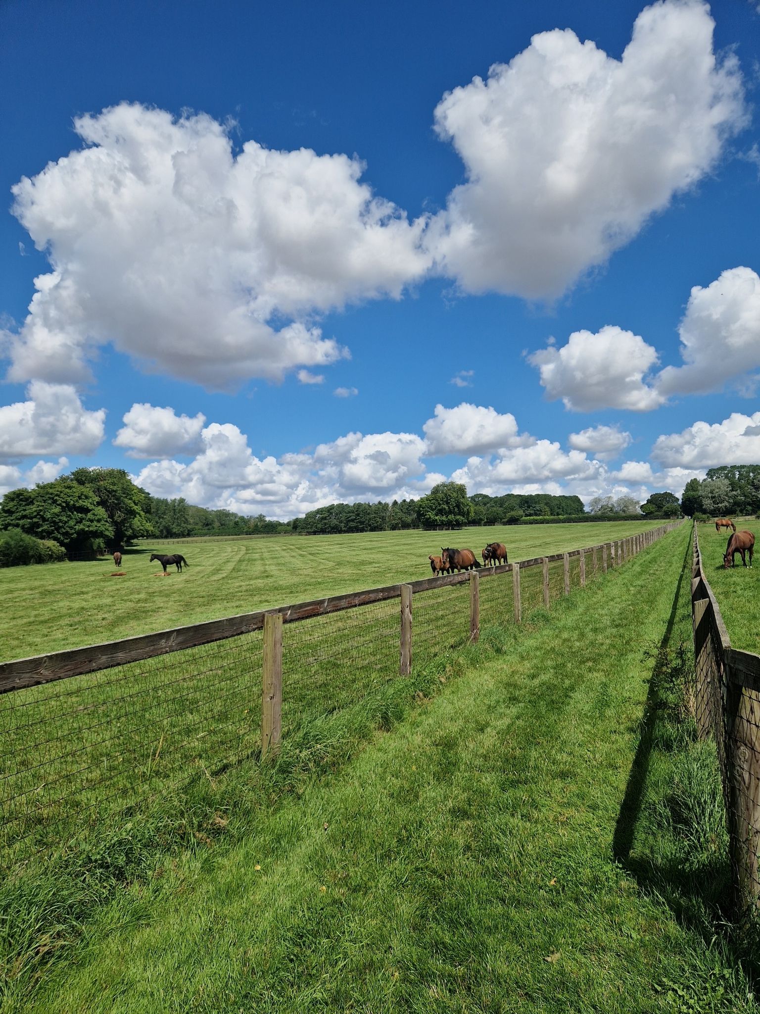 Paddocks with foals