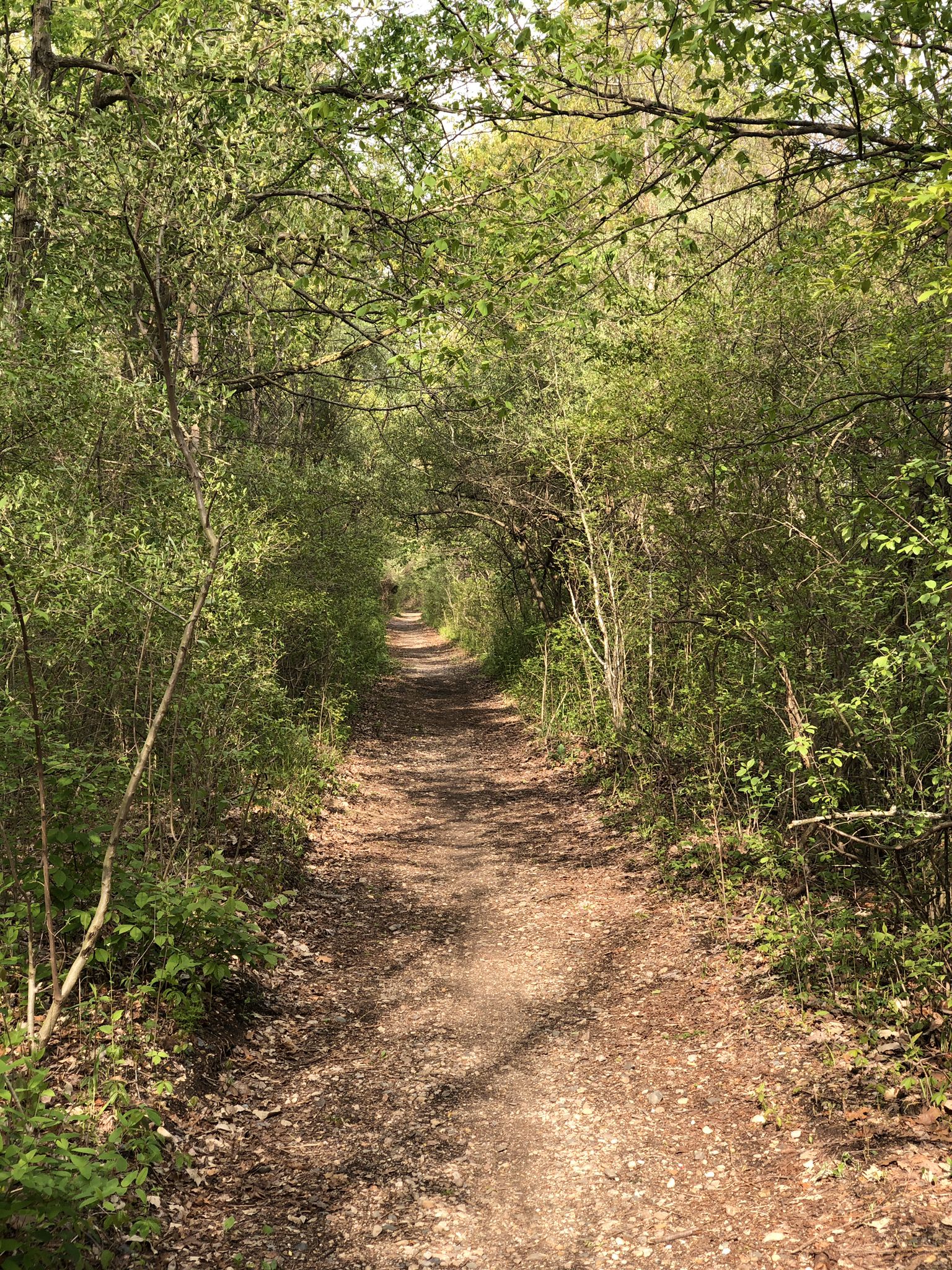 A sunlit dirt path winding through a tunnel of dense green trees. - Michigan Air Line Trail