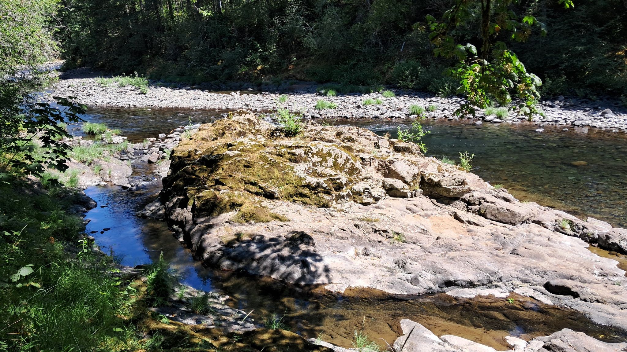 Large mossy rock in a shallow, clear river on a sunny day. - Wilson River Trail – Tillamook State Forest