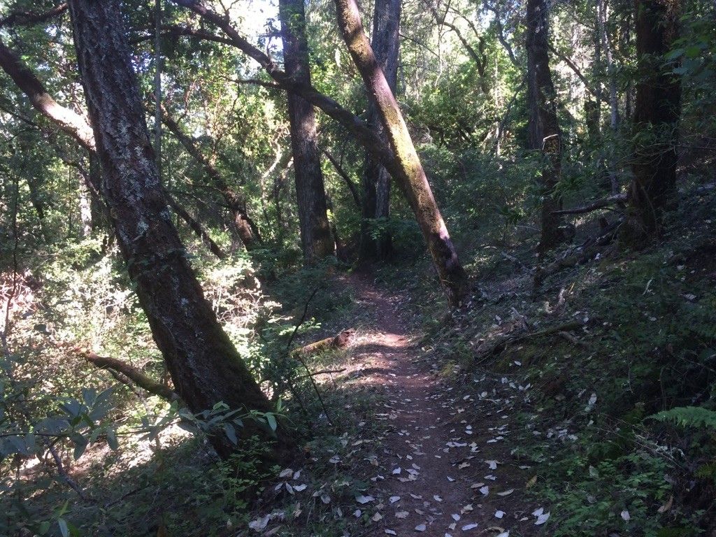 A narrow, leaf-strewn dirt trail winds through a shaded forest. - Grizzly Flat Trail to Table Mountain Loop