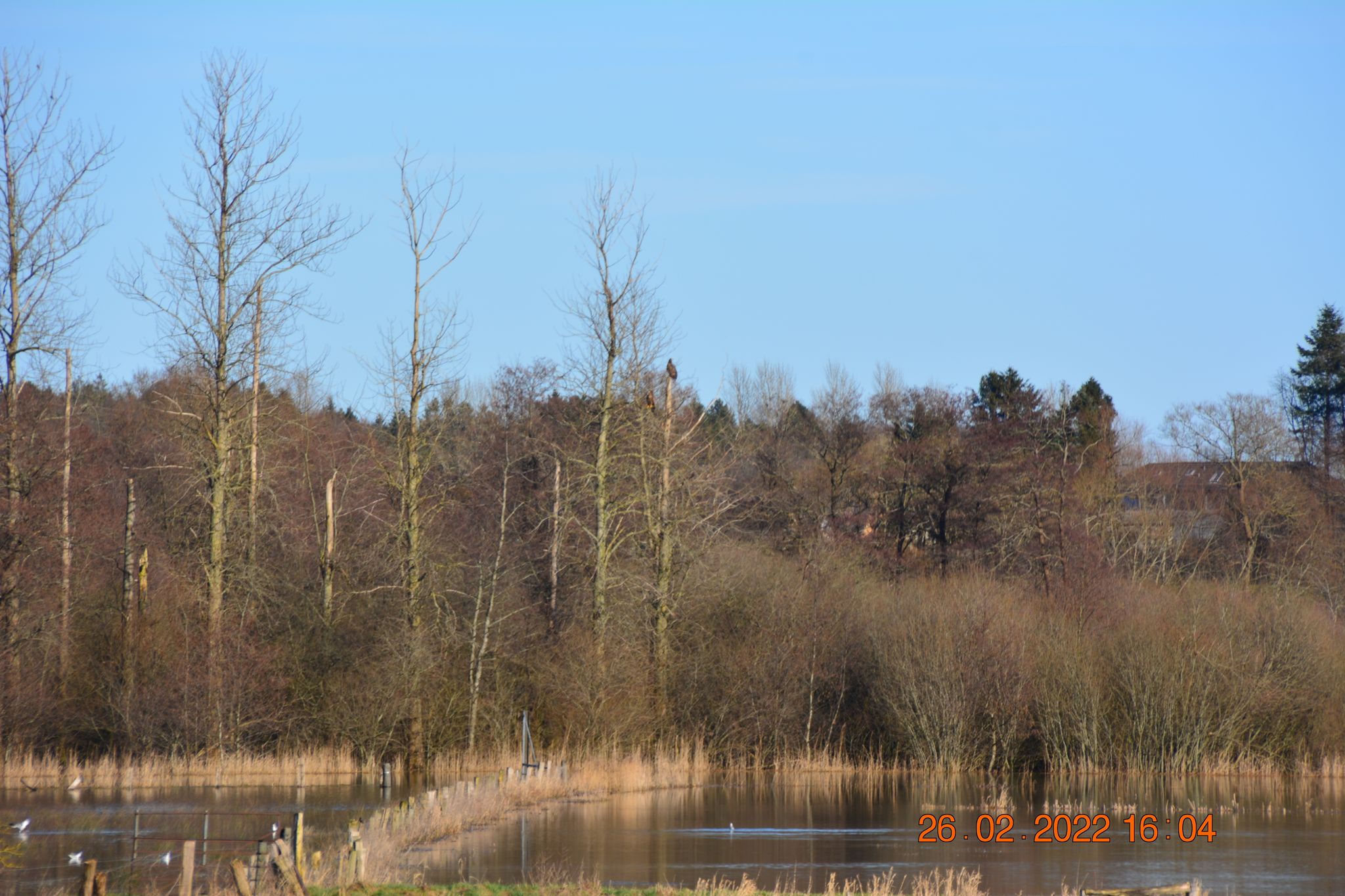 2 Seeadler
