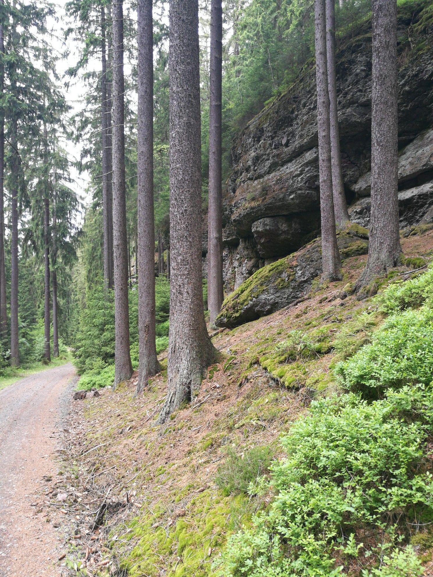 Anfang Marderbachweg