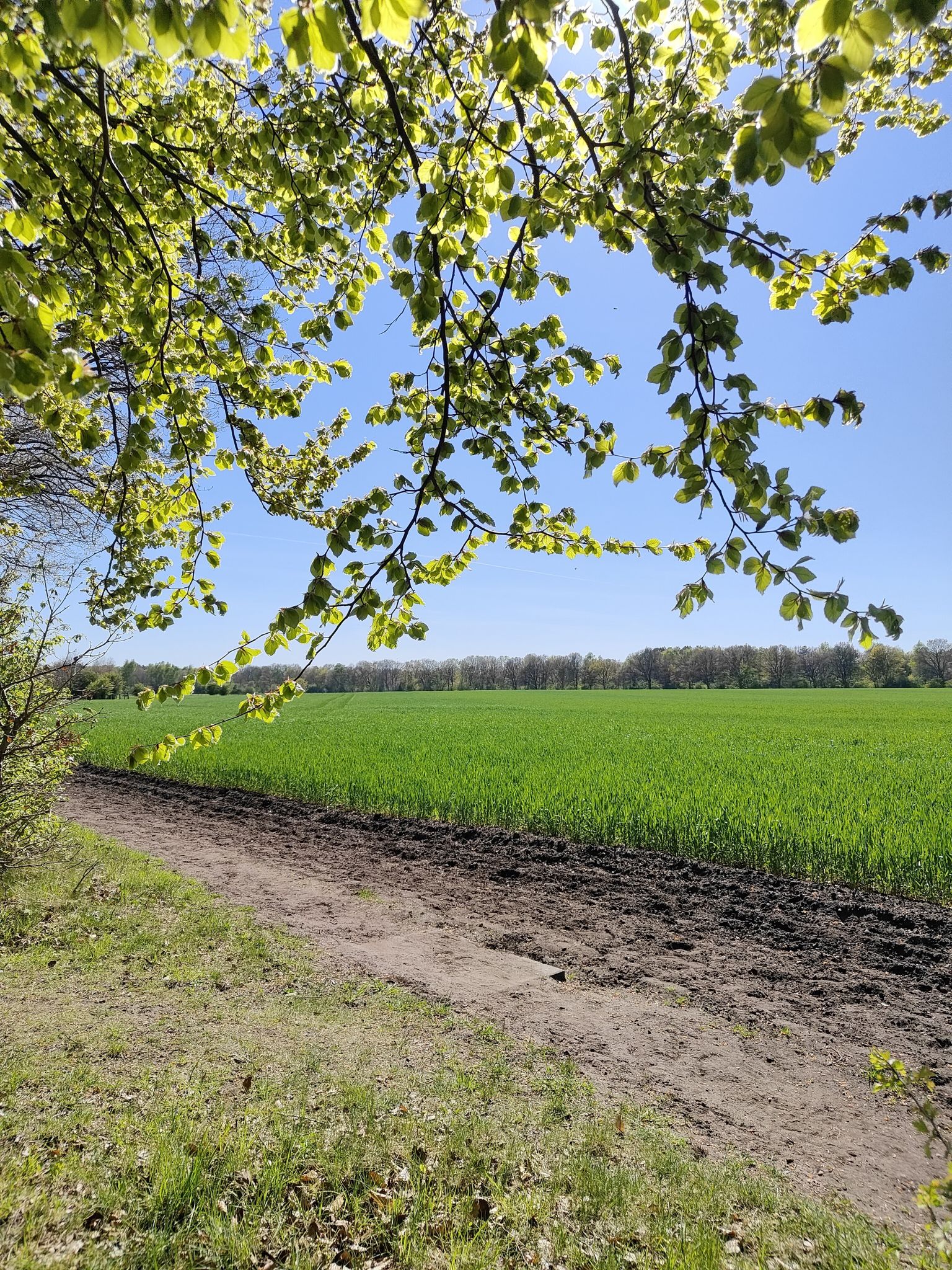 Weizen Feld