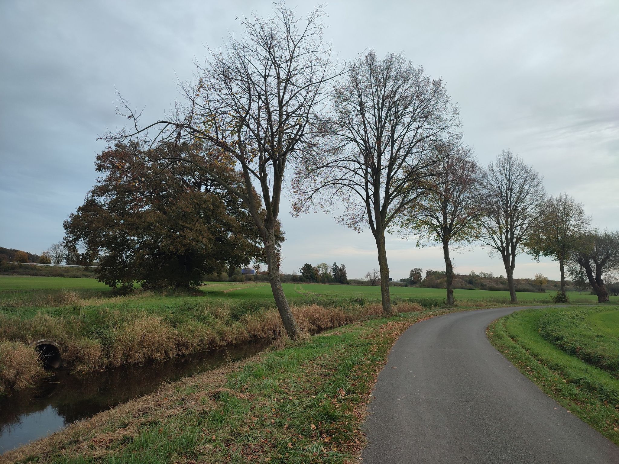 Zwillingseiche am alten Emmerbachlauf