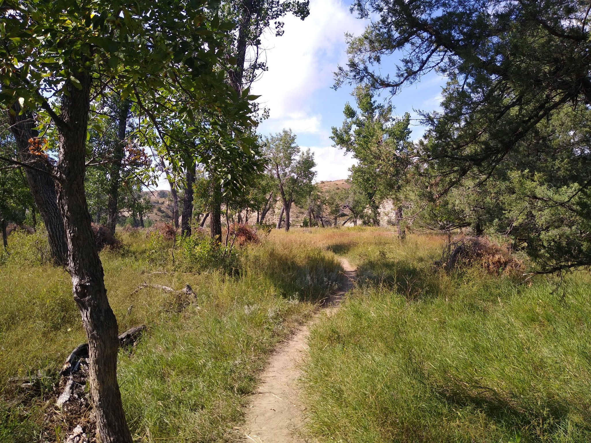 A narrow dirt path winds through a sunlit, grassy field with scattered trees. - Ekblom Trail