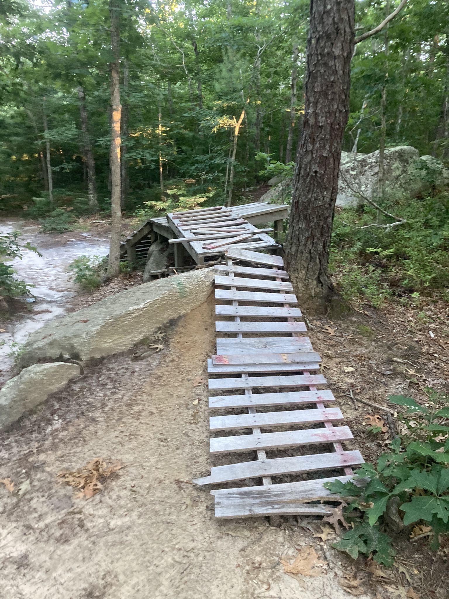A wooden bike ramp structure built over a large rock in a green forest. - Pine Hills – Manomet Hill loop from Pilgrim Nuclear Power Station