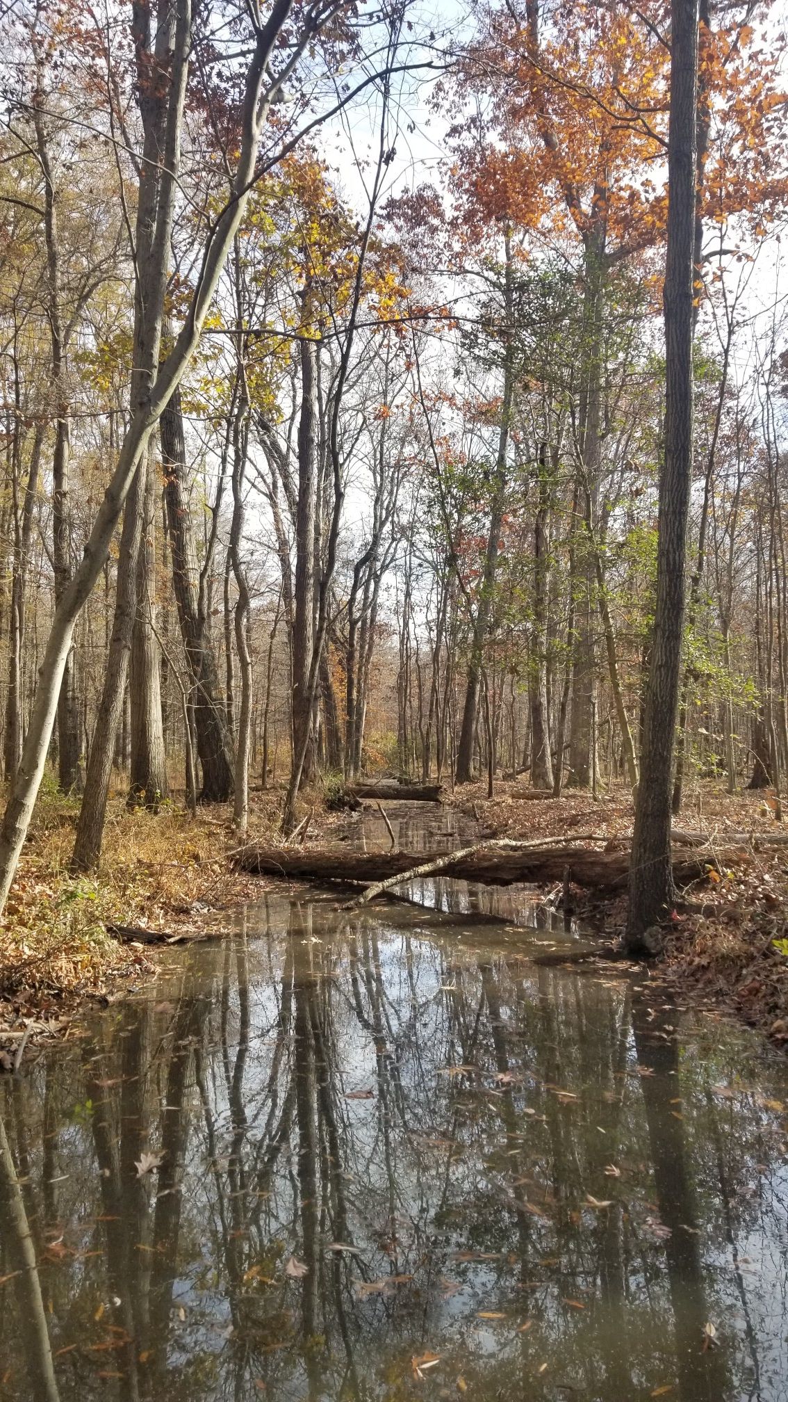 Narrow stream flowing through a sunlit autumn forest with fallen logs. - Heron Trail loop from Groveton