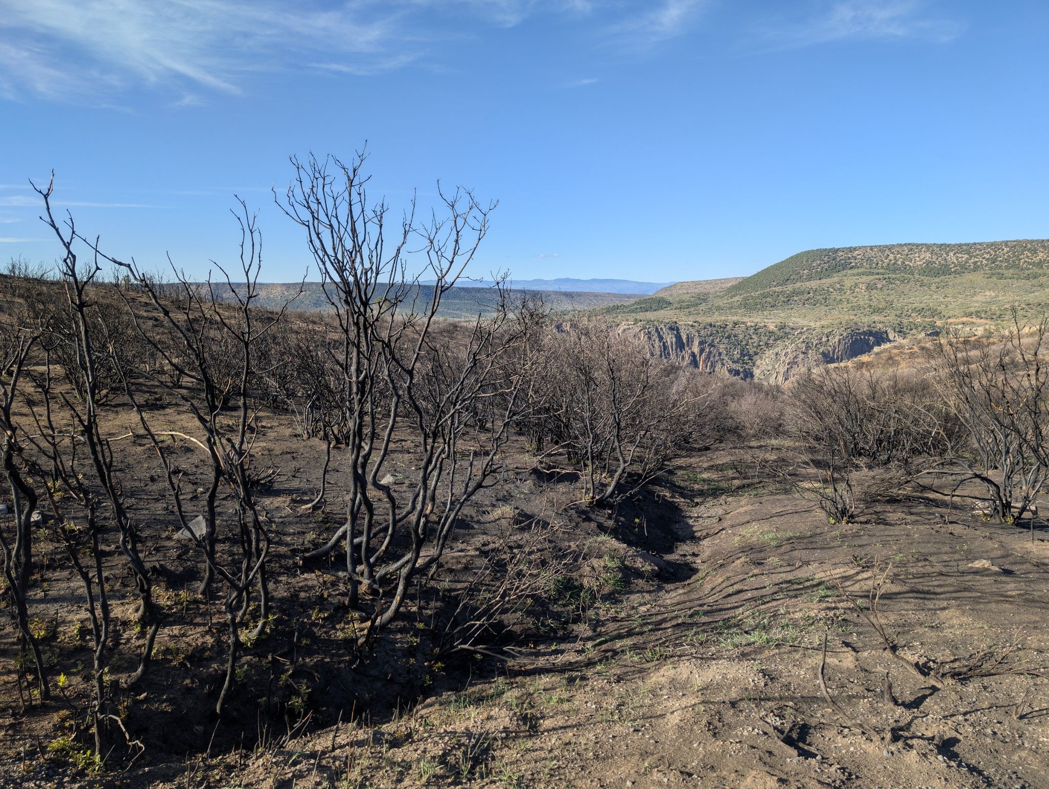 A landscape of charred ground and bare trees, with a distant canyon. - Lytle Point loop from RV & Bus Parking