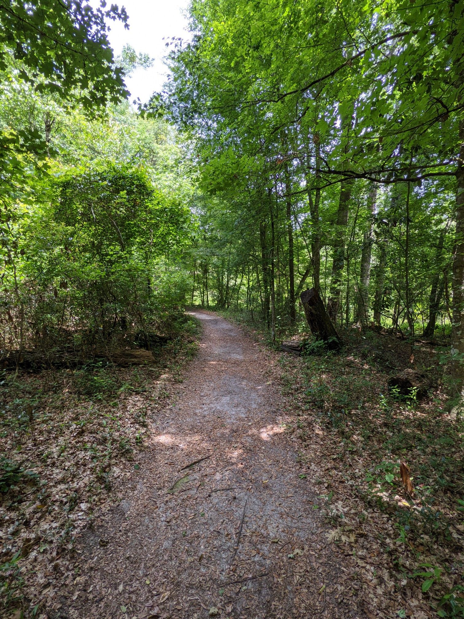 A sunlit dirt path winds through a dense green forest. - Trestle Point Trail