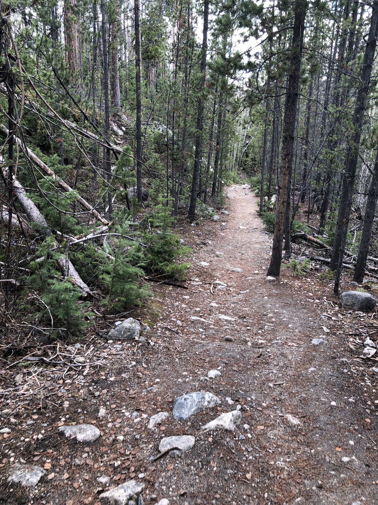 A narrow dirt path winds through a dense forest with fallen trees. - Shadow Mountain Lookout Trail