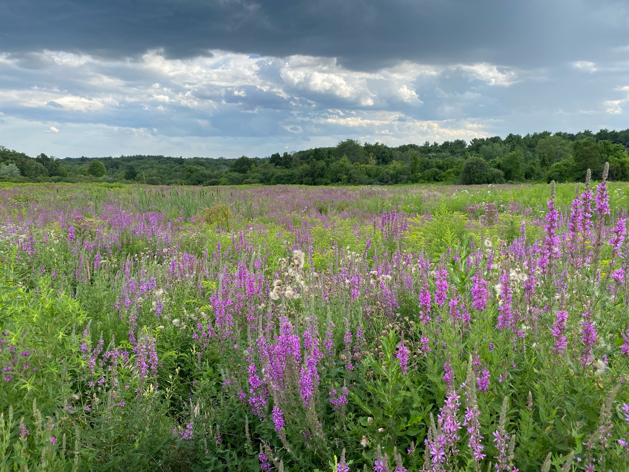 Vast field of vibrant purple wildflowers under a dramatic cloudy sky. - Whispering Hill Loop