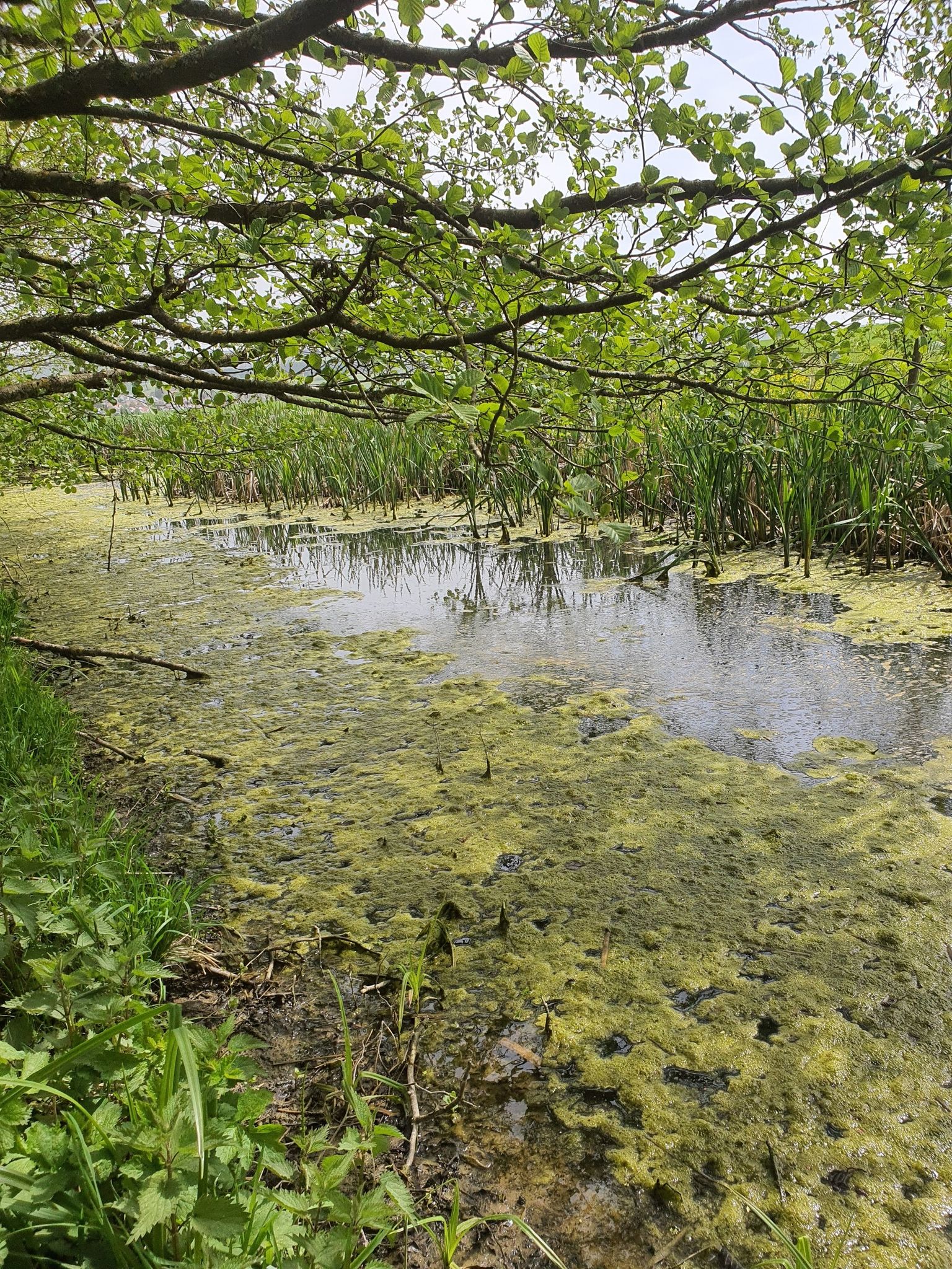 Tümpel, Biotop