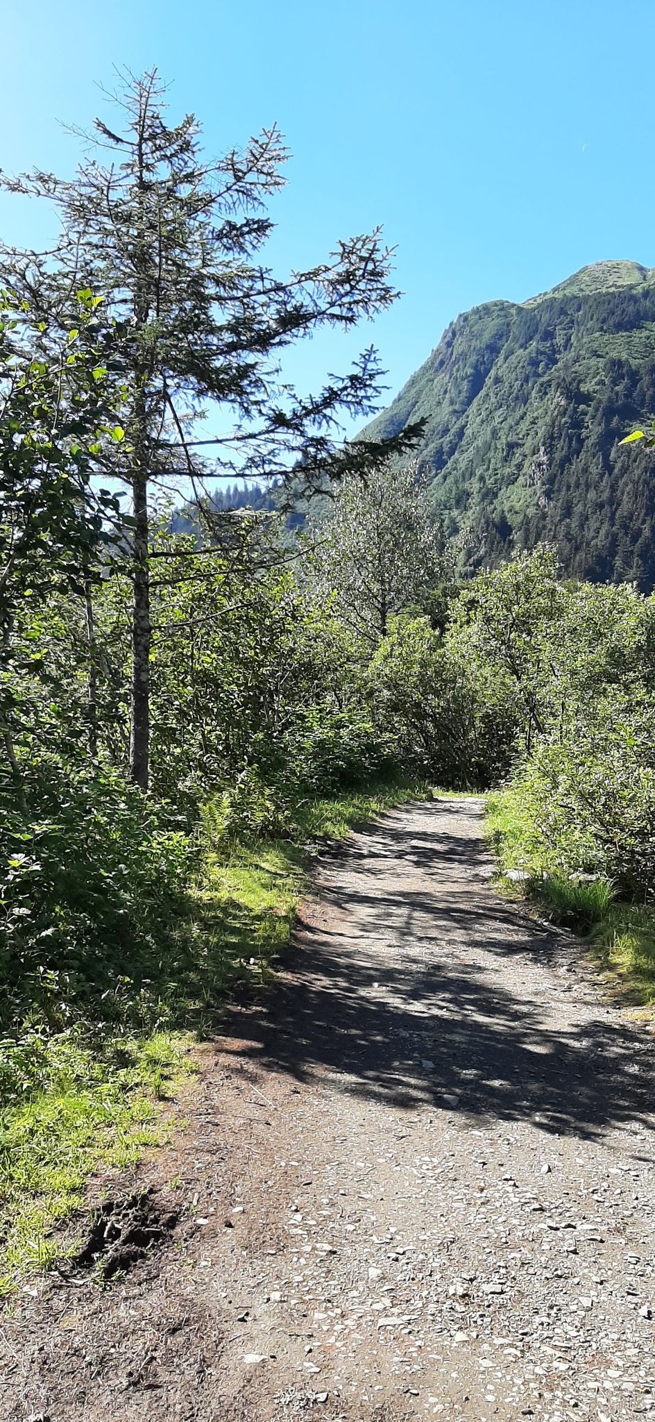 Sunny dirt path winding through a green forest with distant mountains under a blue sky. - Perseverance Trail