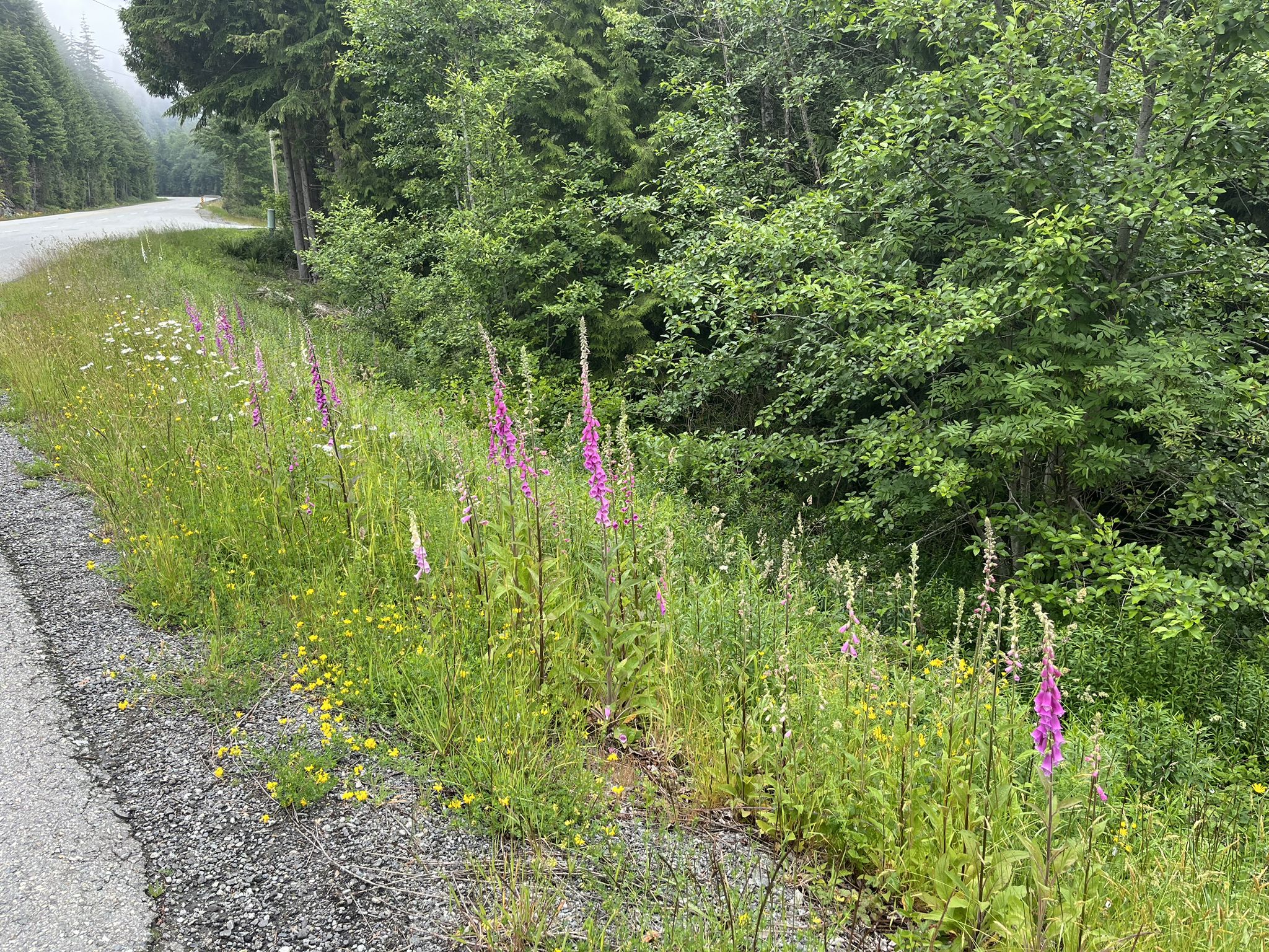 Snapdragons are in full bloom all along the road.