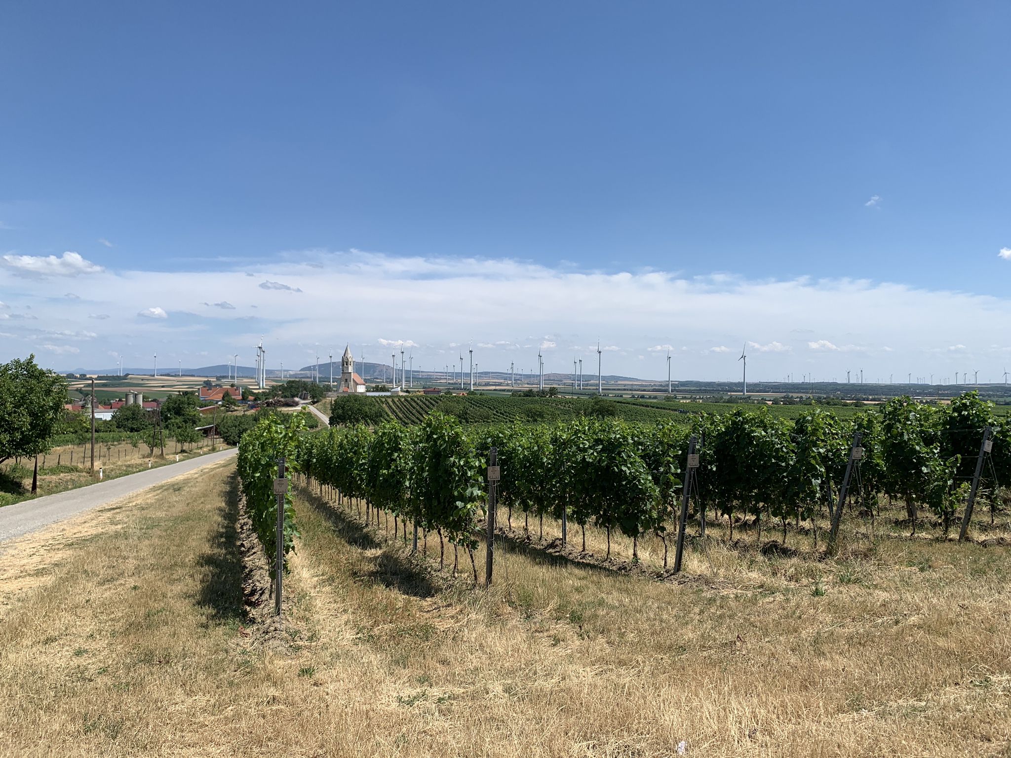Blick auf die Weinberge und den Ort Höflein