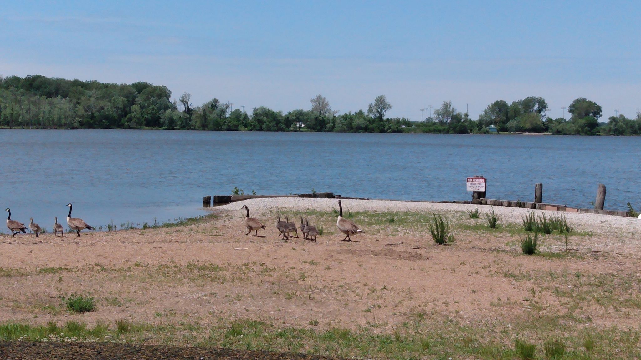 Several geese on a sandy bank next to a wide body of water. - View of the Missouri River – Mallard Lake loop from Marine at Mckelvey