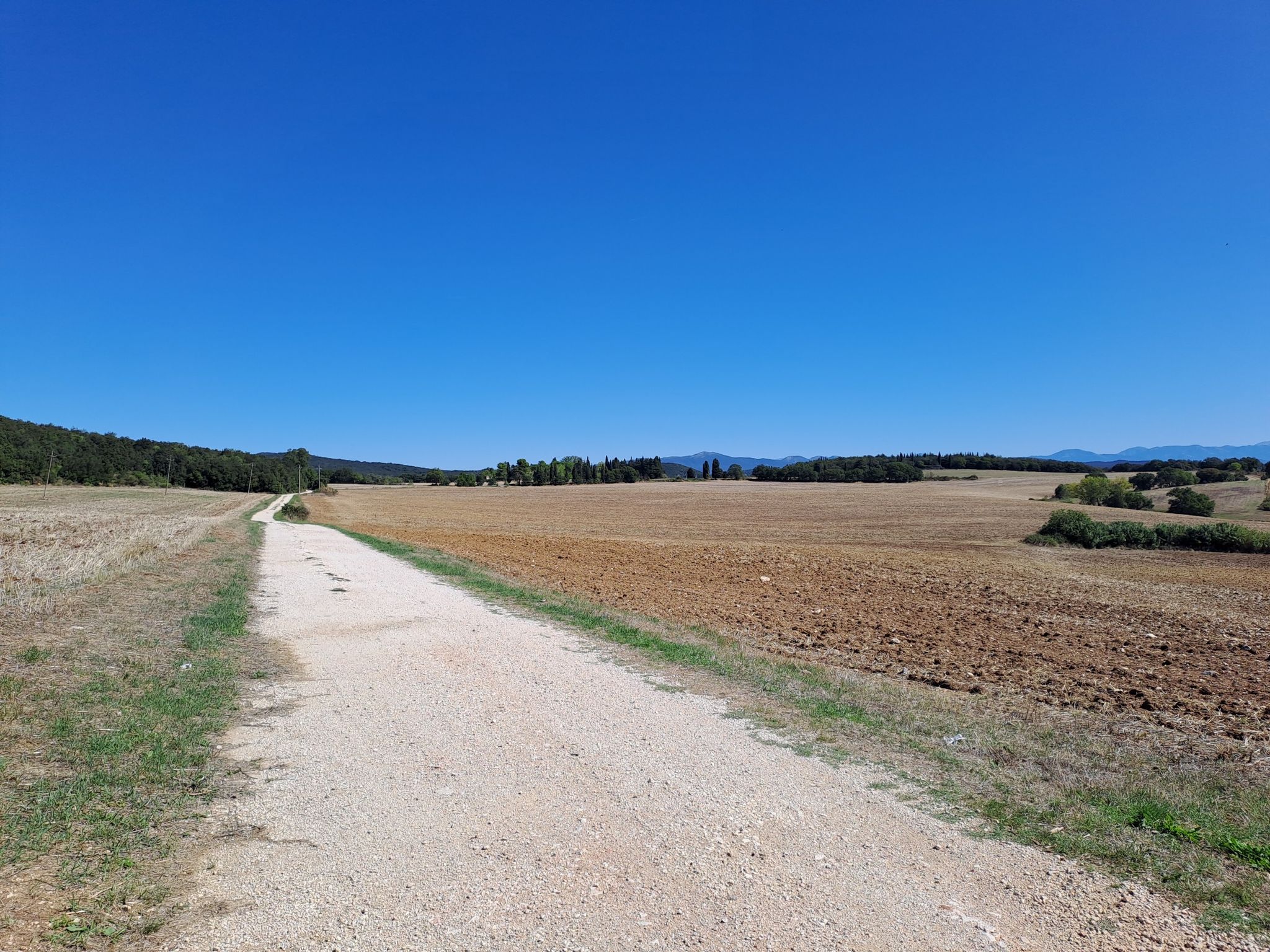 Campo
