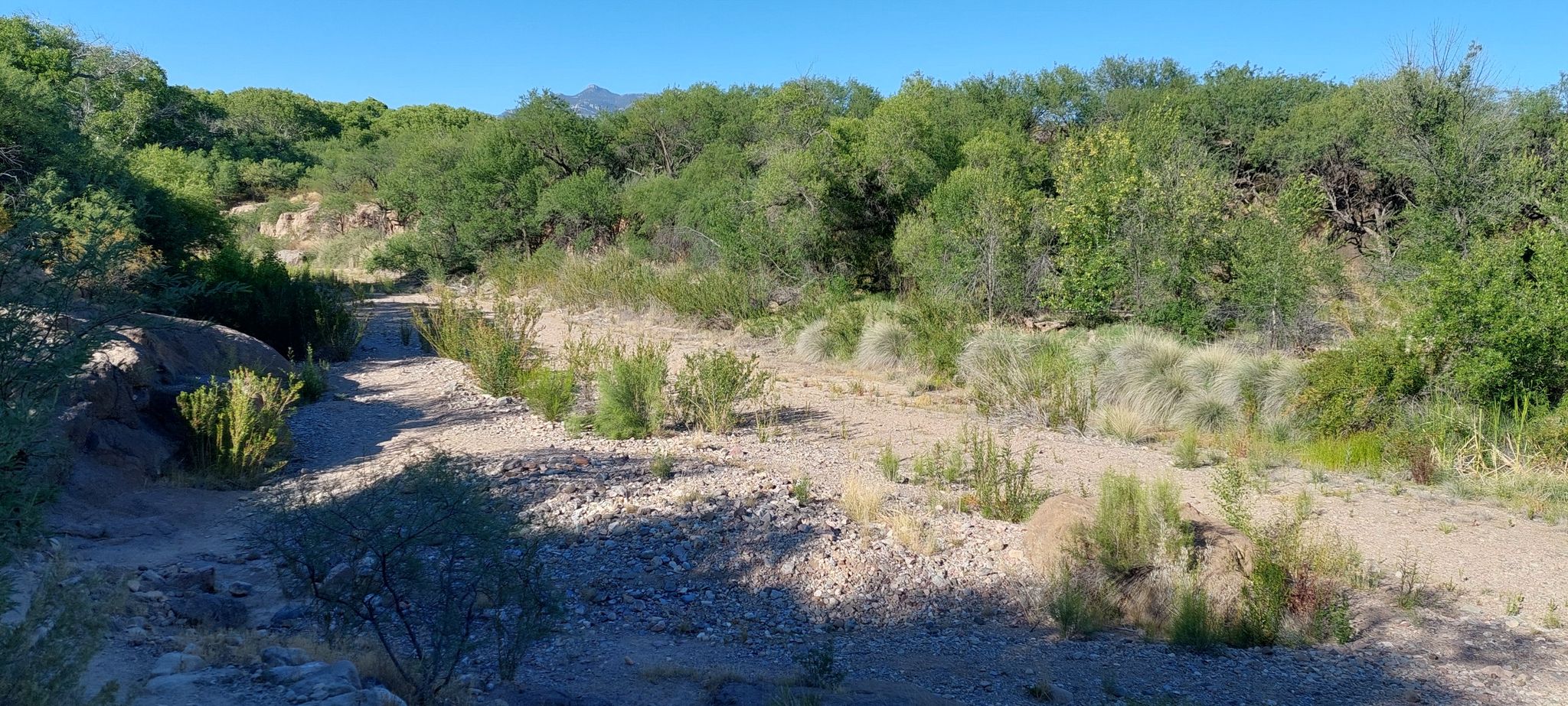 Dry riverbed with green trees and shrubs under a clear blue sky. - Gabe Zimmerman Trail Loop