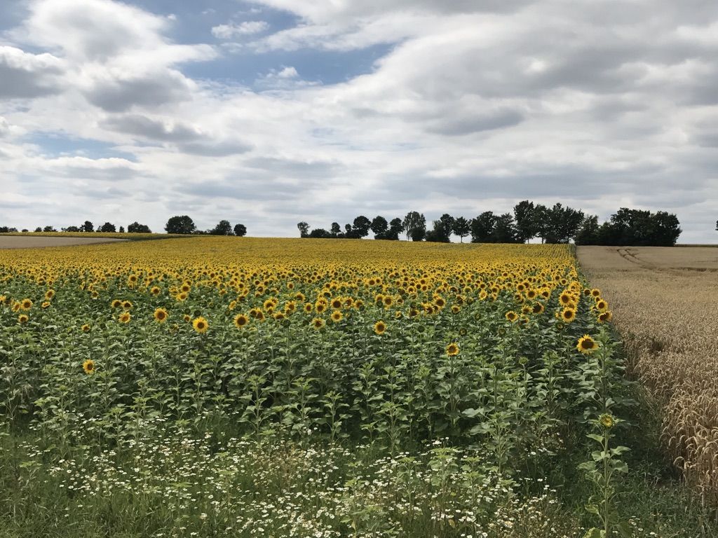 Sonnenblumenfelder