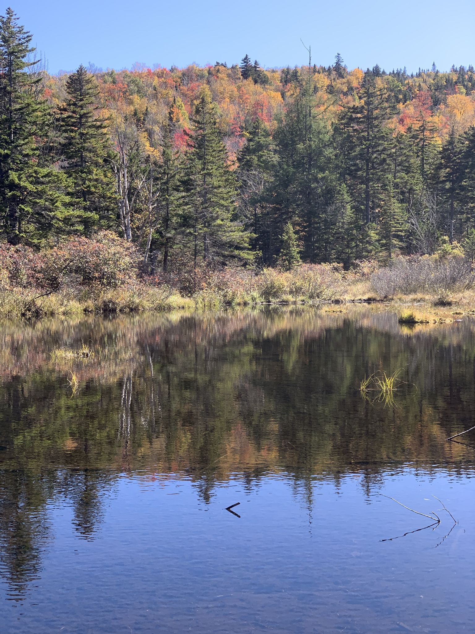 Still pond reflecting vibrant autumn foliage and a clear blue sky. - Zealand Trail