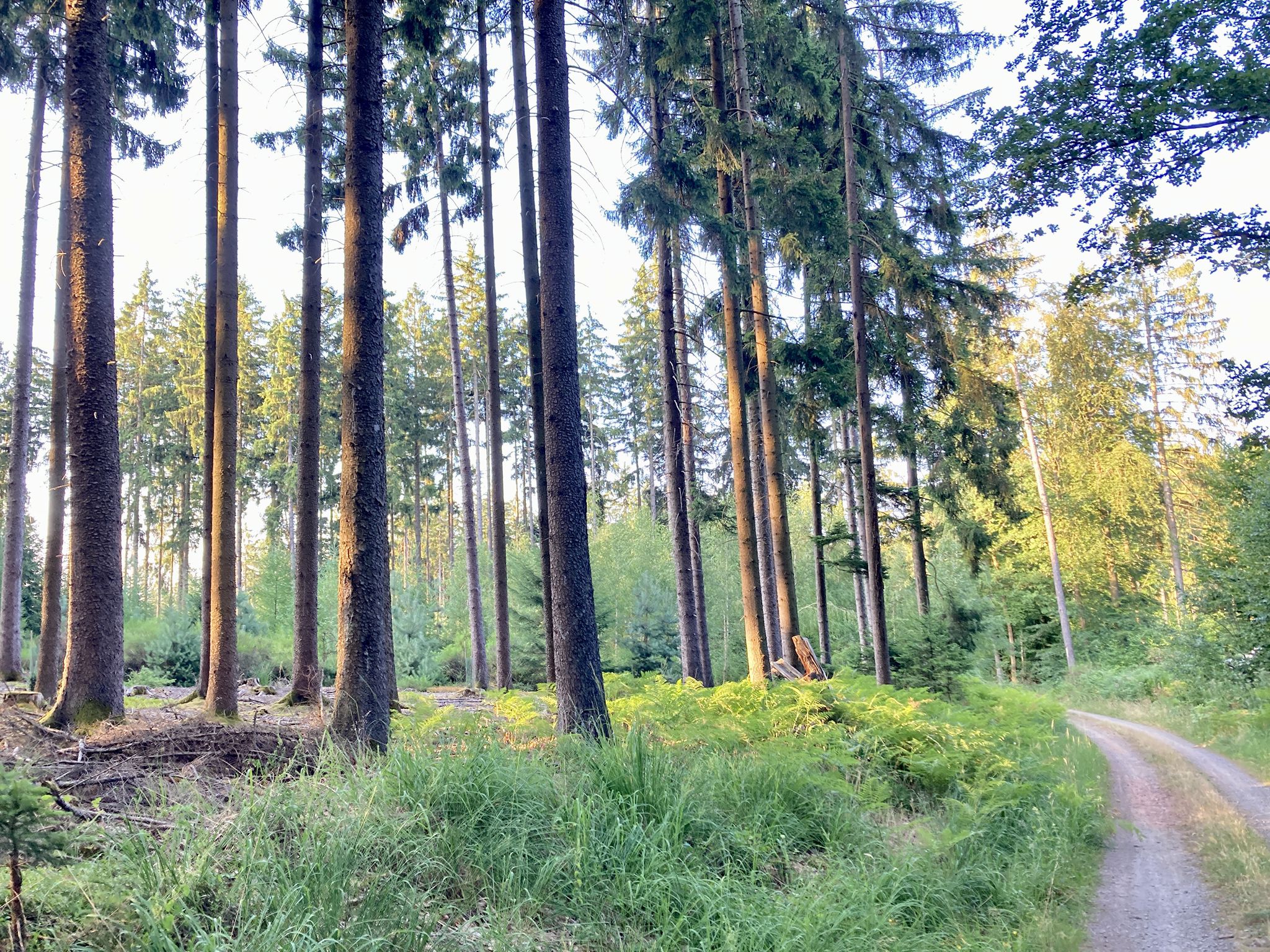 Rothenberger Höhenweg
