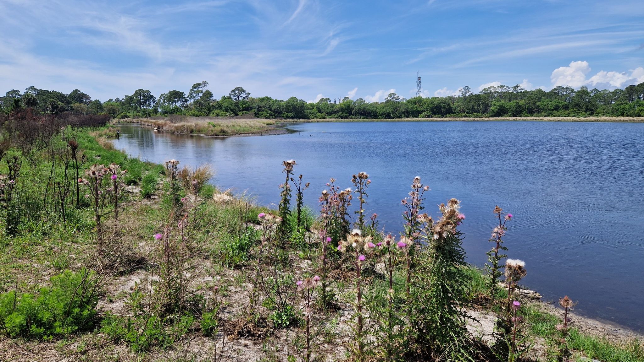 Purple thistles grow along the shore of a wide, calm body of water. - Tower Pond Interpretive Trail