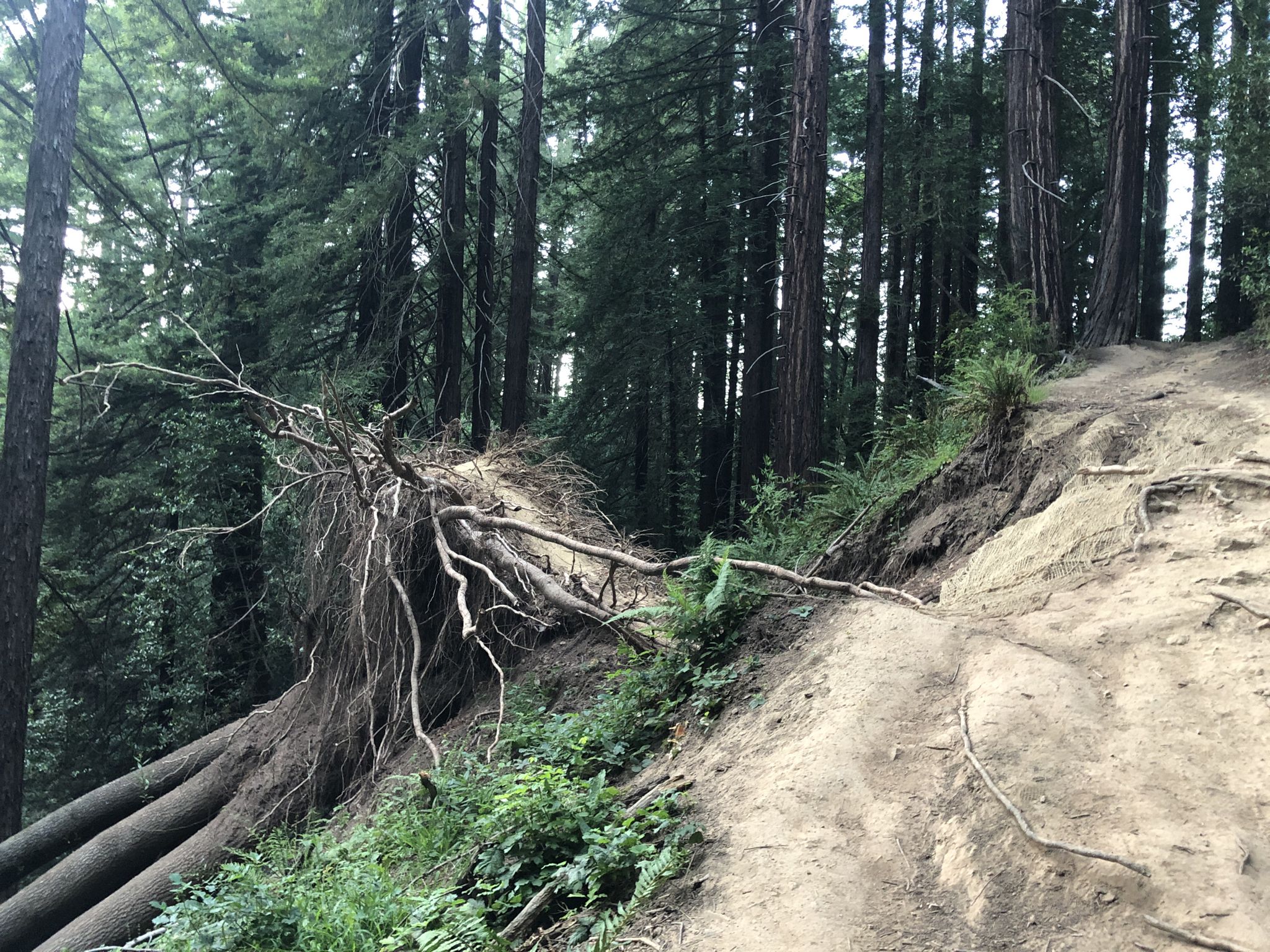 Fallen tree with exposed roots blocks a dirt path in a dense forest. - French Trail and Stream Trail Loop