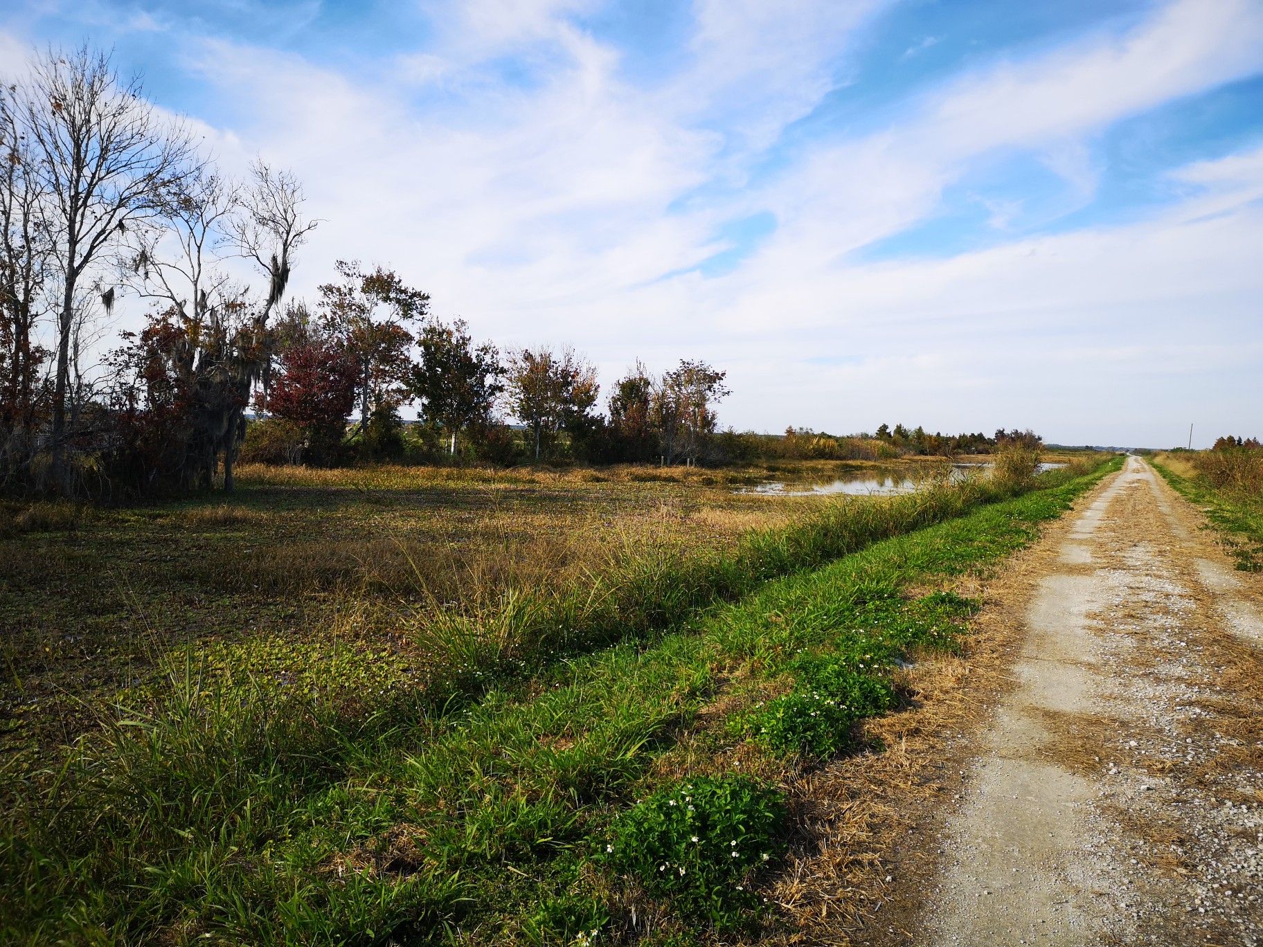 A sunny dirt path next to a grassy wetland with distant trees. - Lake Apopka Loop Trail