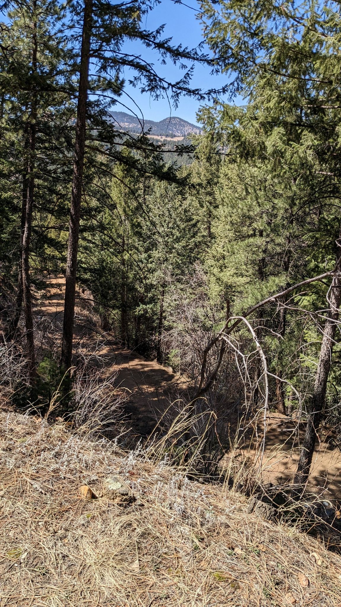 Dense pine forest on a hillside with distant mountains under a blue sky. - Realization Point junction – Chapman Drive Trail loop from Flagstaff Mountain