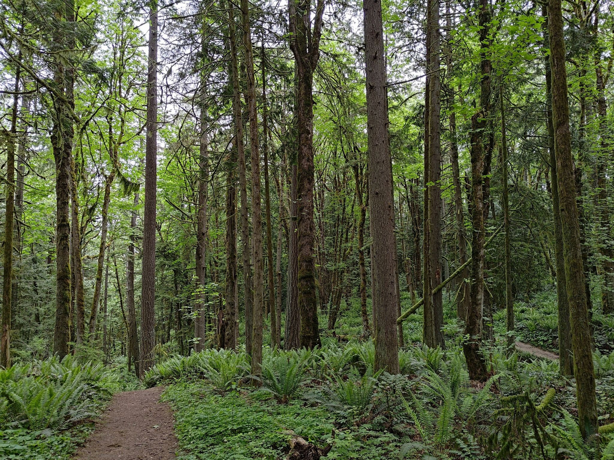 Overcast forest path surrounded by tall trees and abundant green ferns. - Linnton and Keyser Trail Loop