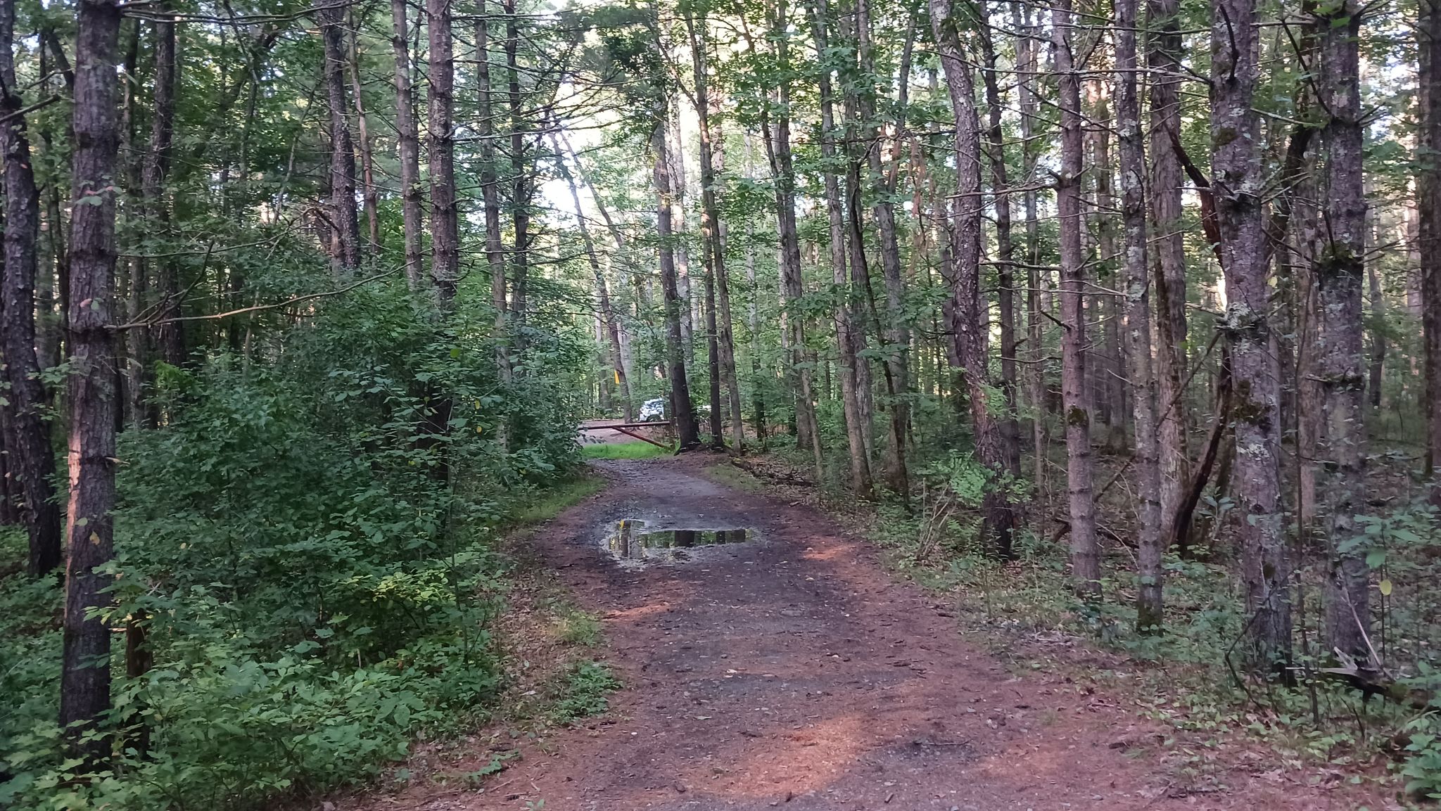 A dirt path with a puddle winding through a dense, sun-dappled forest. - Crosswinds Conservation Area