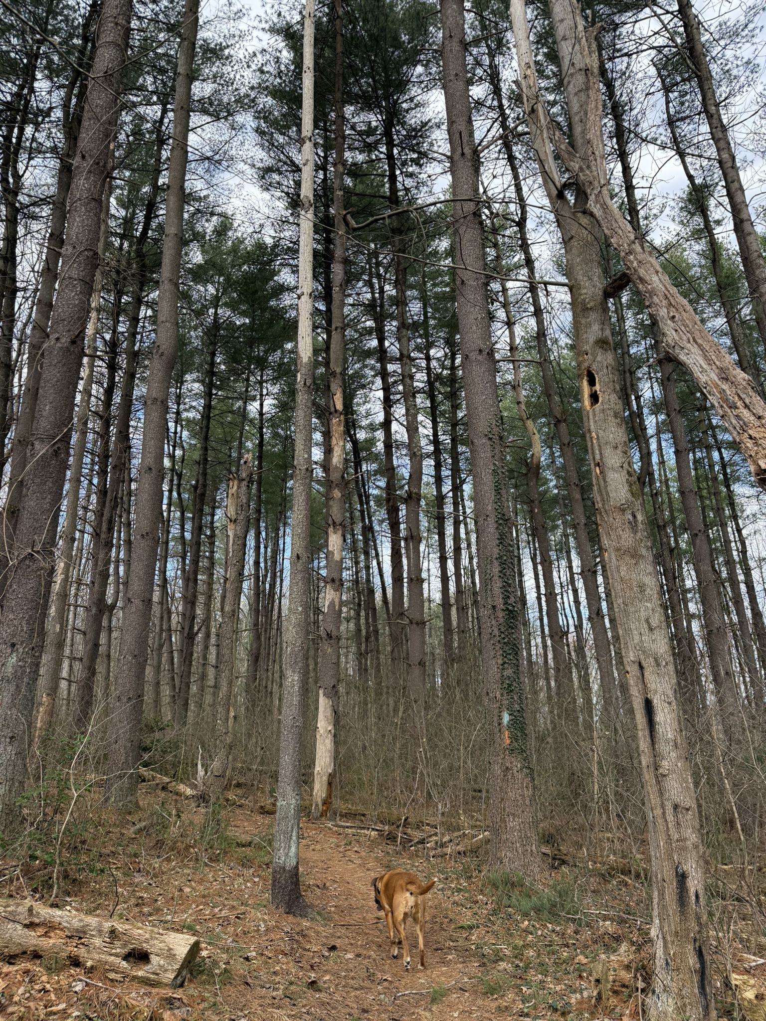 Dog walking on a dirt path through a tall pine forest. - Seneca Creek Greenway Trail