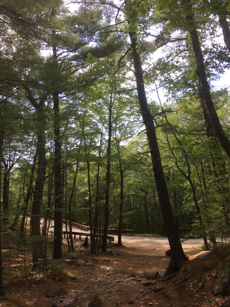 A sun-dappled forest path leads to a wooden bridge among tall trees. - Eliot Tower via Red Dot Loop Trail