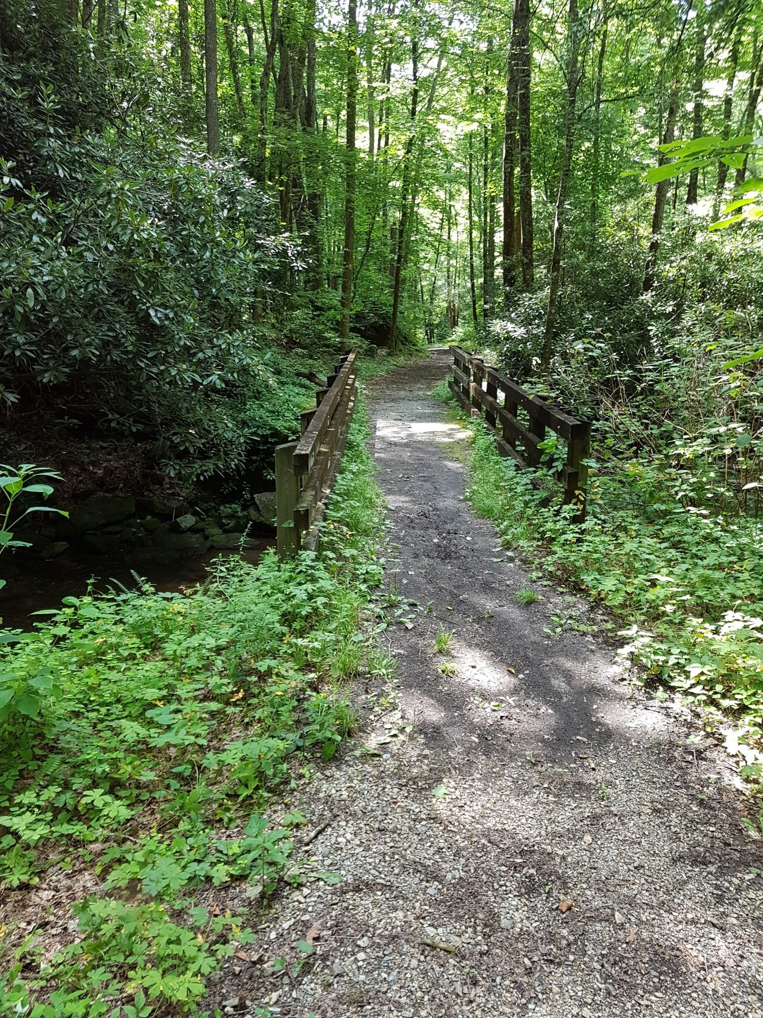A wooden footbridge crosses a stream on a shaded forest path. - Twentymile and Long Hungry Ridge Trails