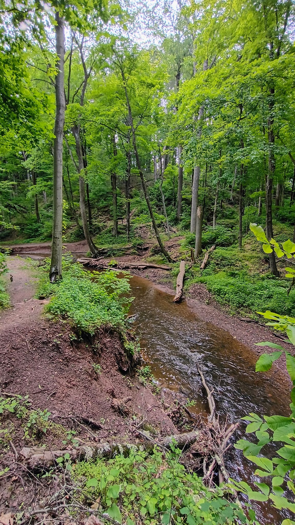 A small stream flows through a lush, green, overcast forest. - Watchung White, Purple and Yellow Trail Loop