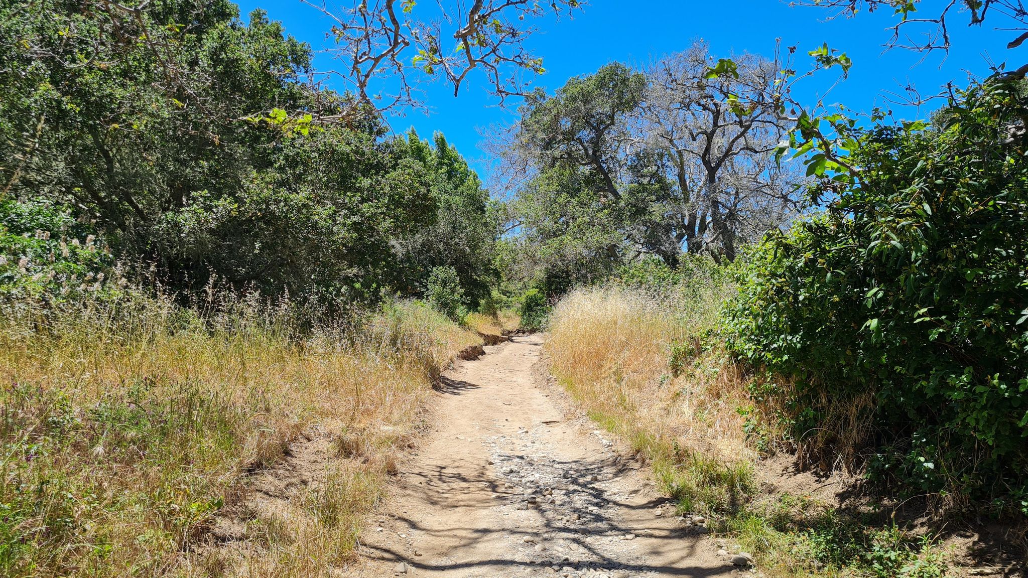 A sunny dirt path winds through dry grass and lush green trees. - Creamery Meadows Trail