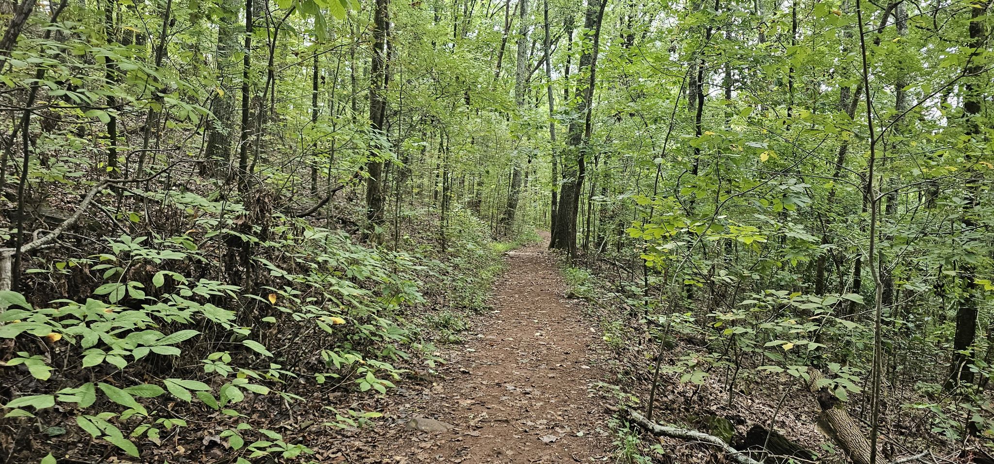 A narrow dirt path winds through a dense, green forest on a bright day. - Overlook Trail via Quarry Trail