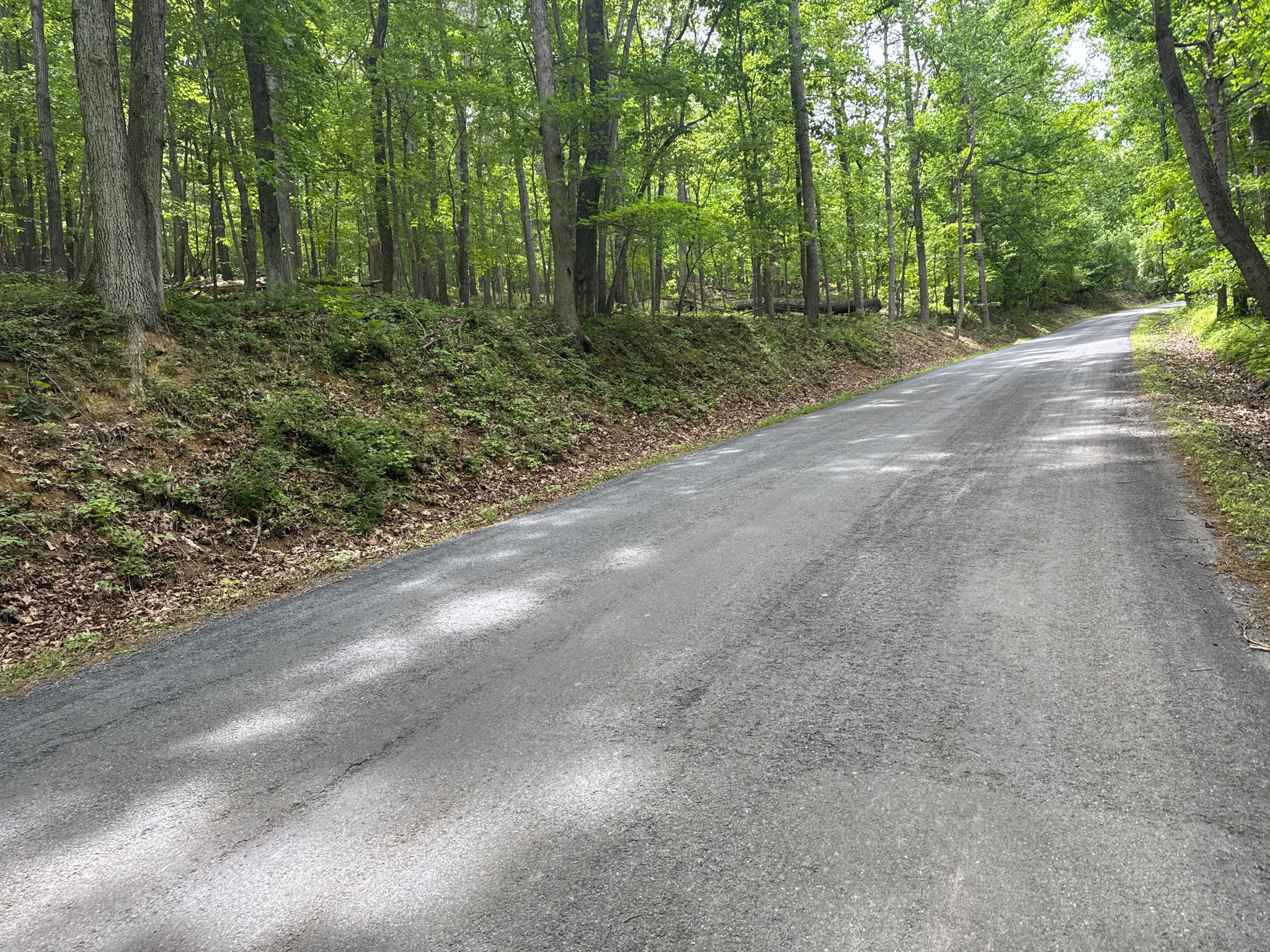 Paved road winding through a dense green forest with dappled sunlight. - Berryville