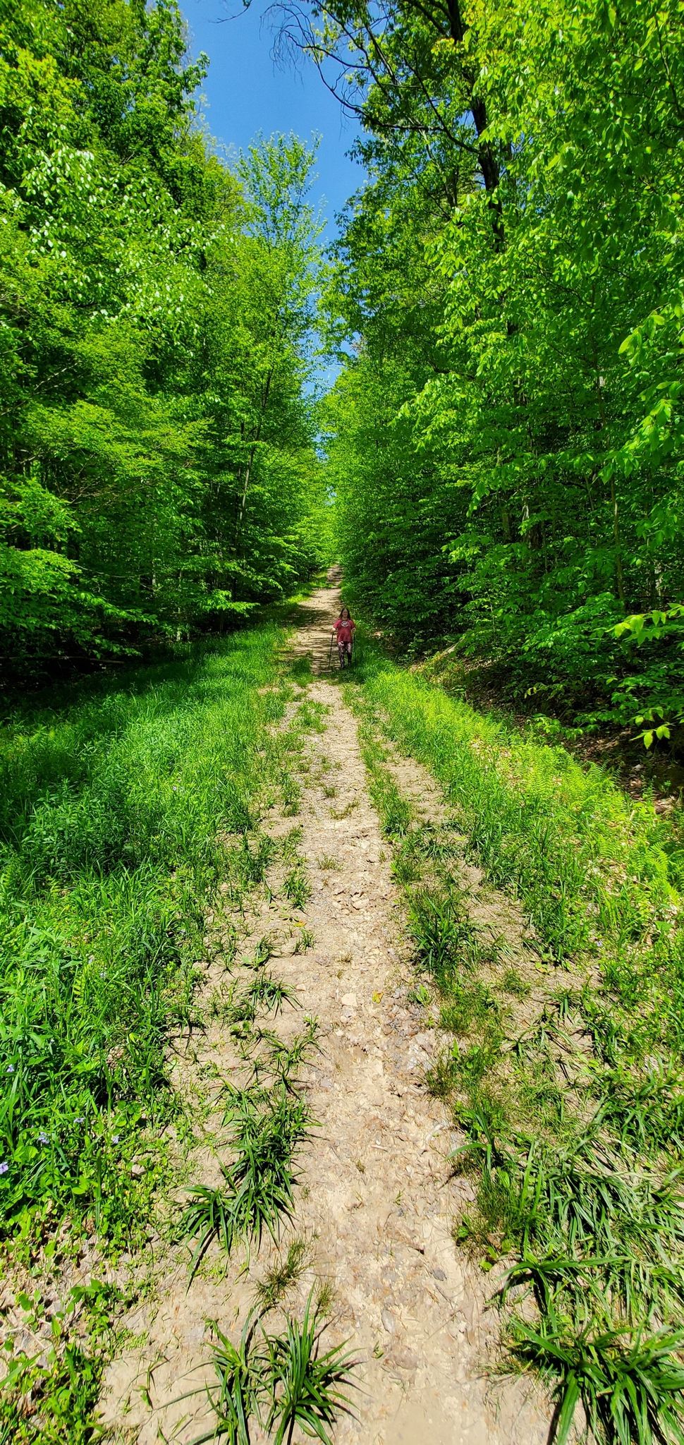 A person walks up a sunlit dirt path through a vibrant green forest. - Black Snake Mountain Trail Loop