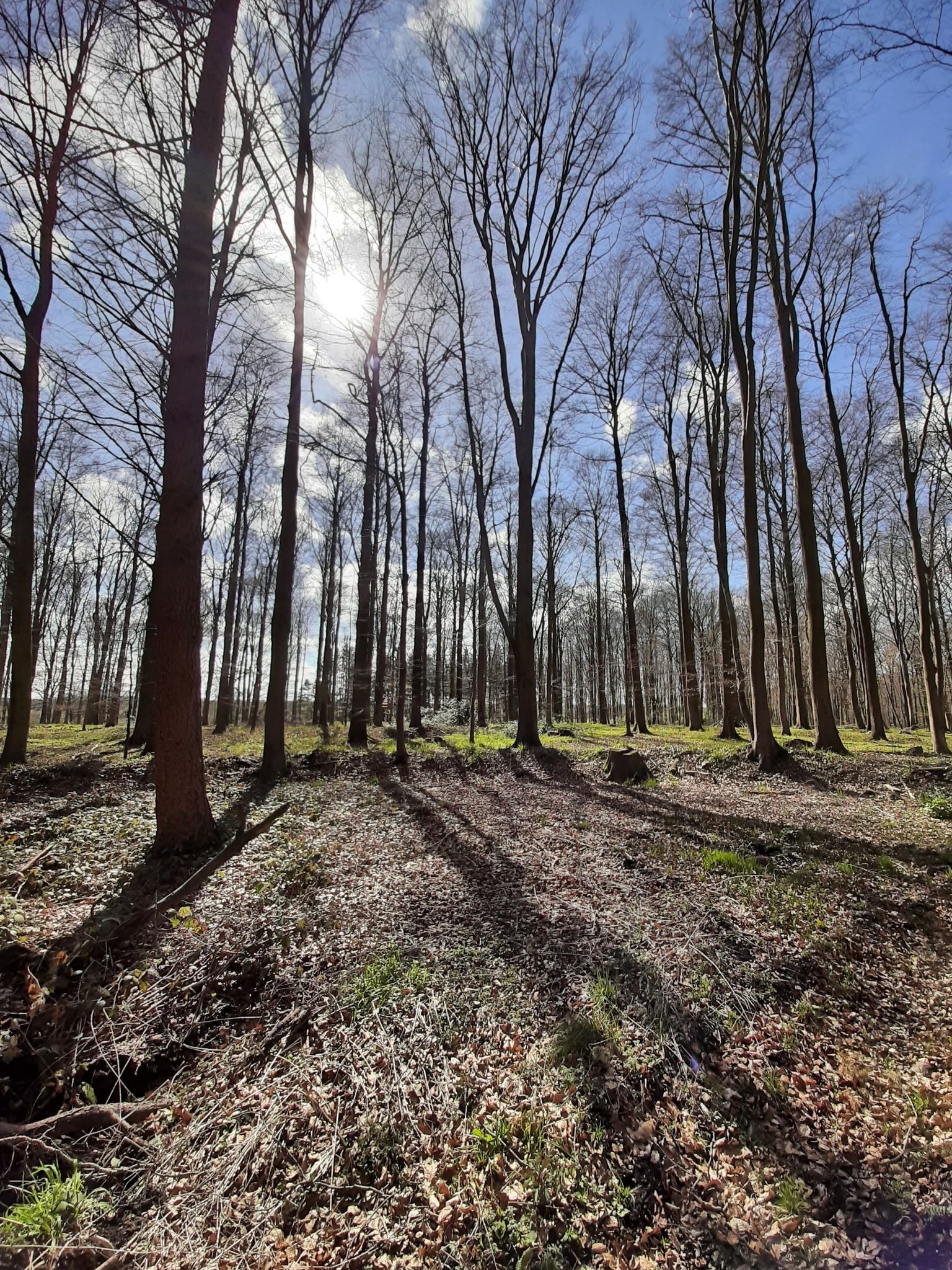Wald am Kählenweg