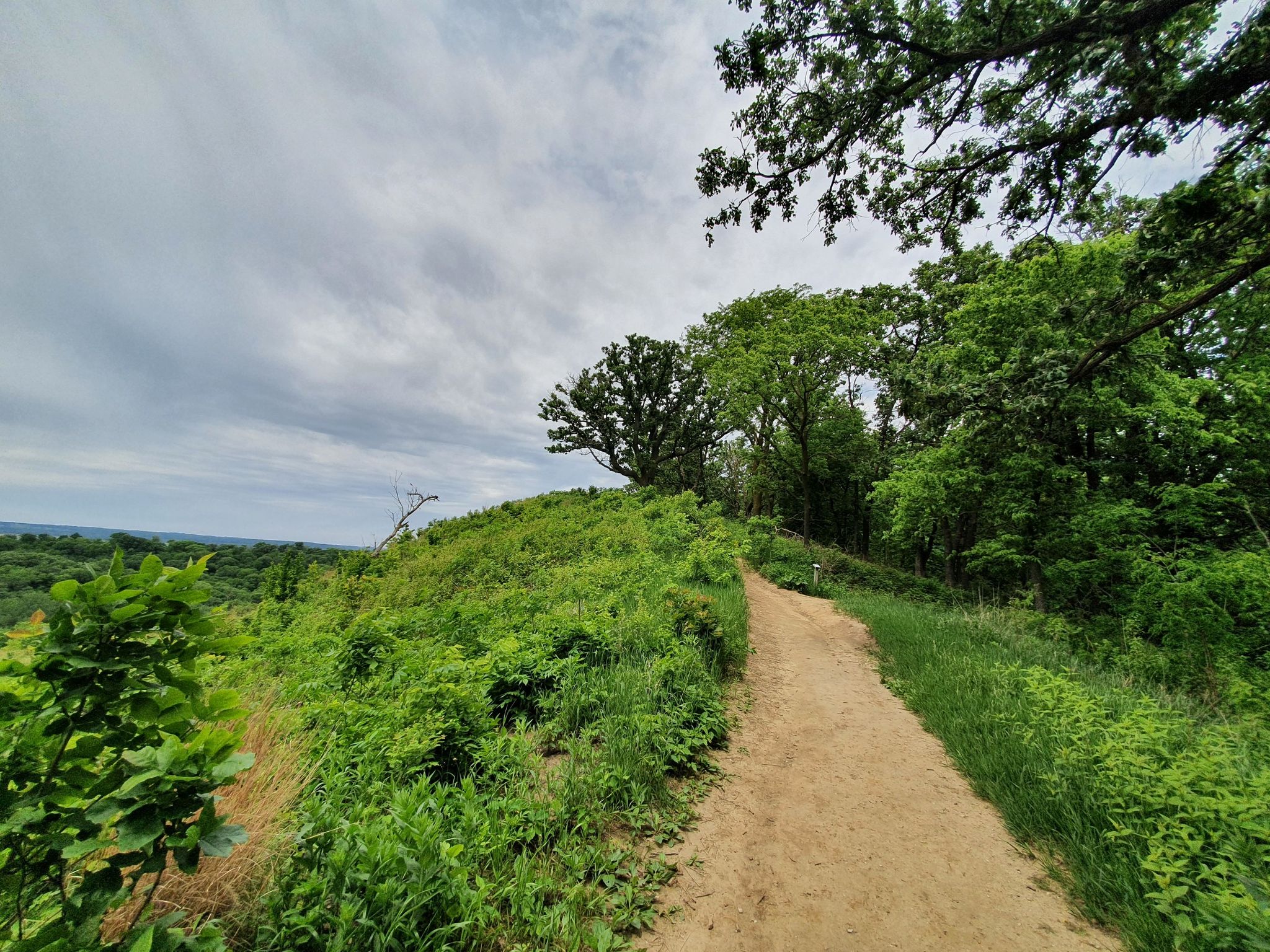 A dirt path ascends a lush green hill under a cloudy sky. - Dozer Cut, Bunker Hill, and Badger Ridge Trail Loop