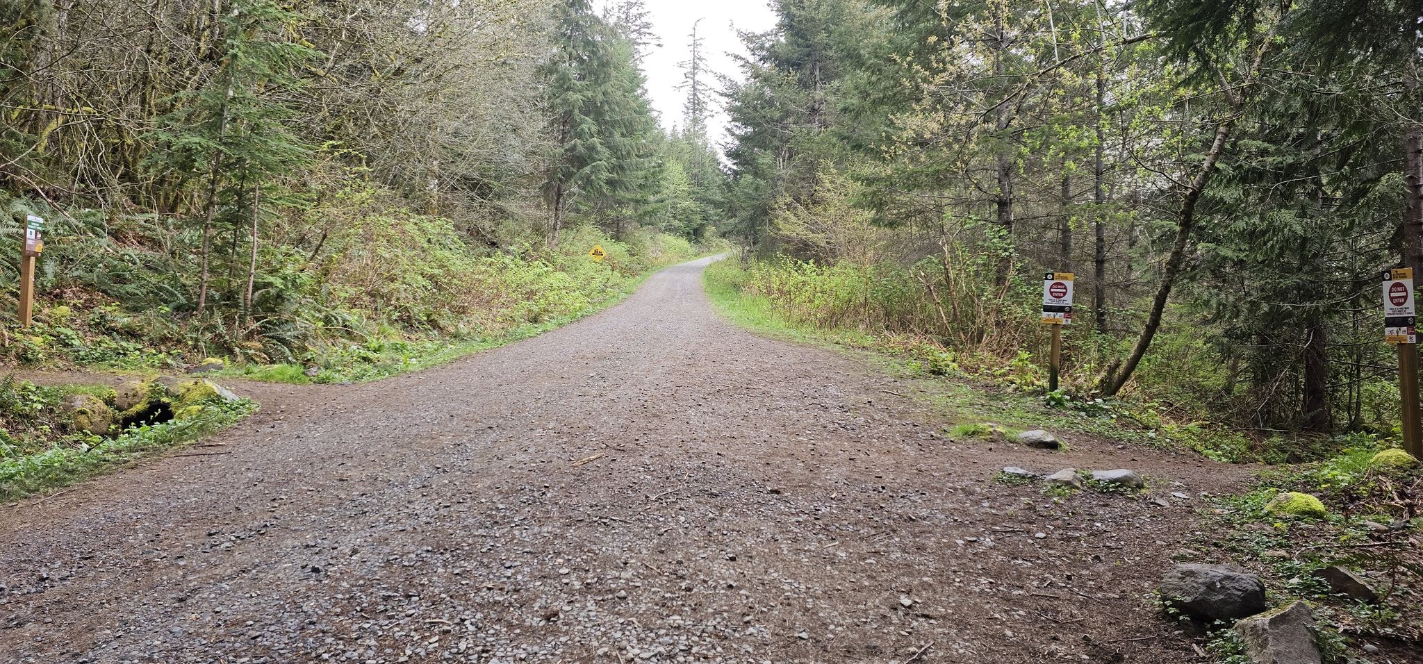 Wide gravel path splitting into two, surrounded by dense forest. - Stan's Overlook loop from North Bend