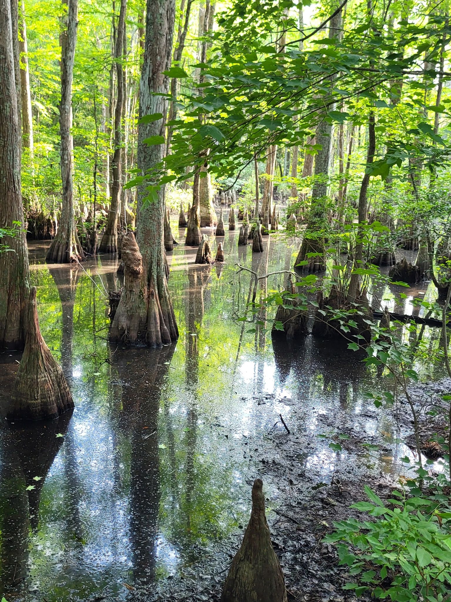 Cypress trees and knees stand in still, reflective swamp water under bright light. - Cape Henry Trail