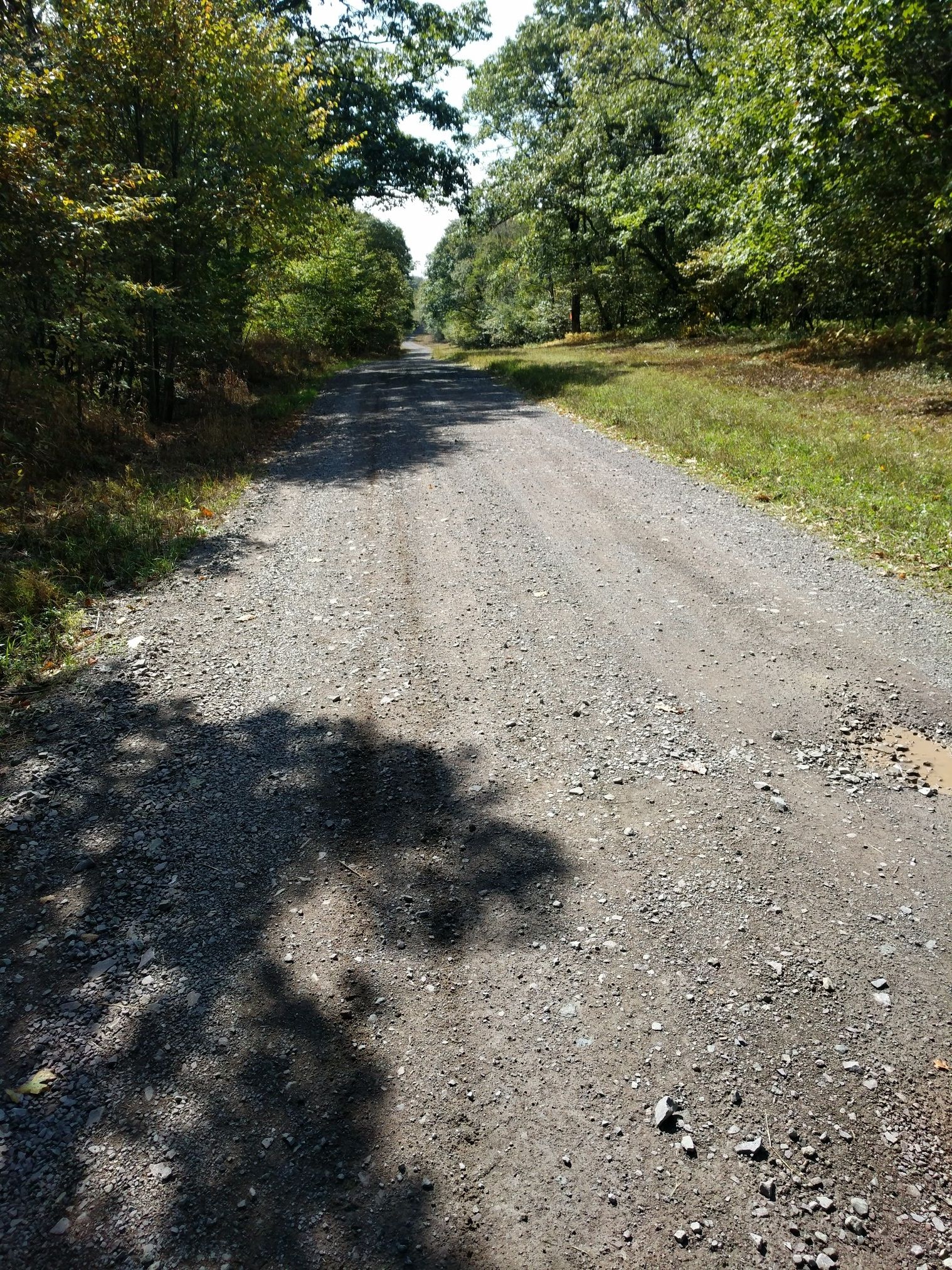 Sunny gravel road through a forest with tree shadows on the path. - Laurel Highlands Hiking Trail
