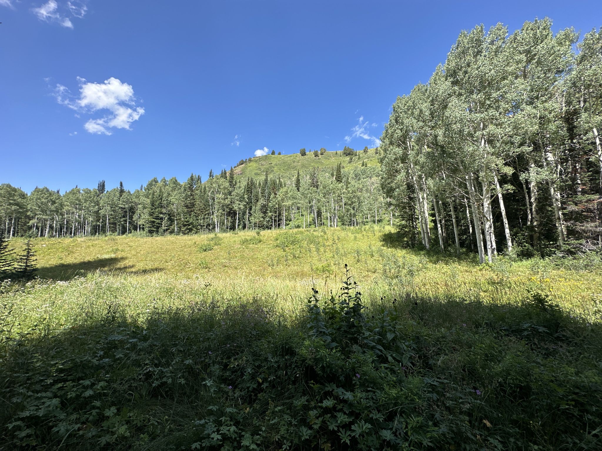 Sunny hillside with green grass and tall trees under a blue sky. - Desolation Lake, Wasatch Crest Trail and Dog Lake loop