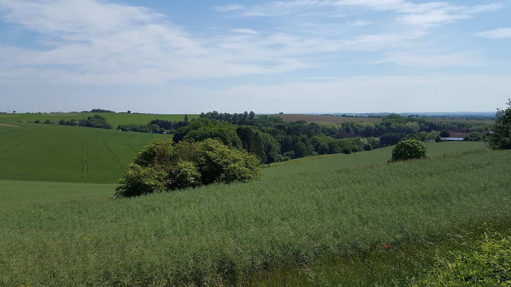 auf der Zweibrücker Höhe
